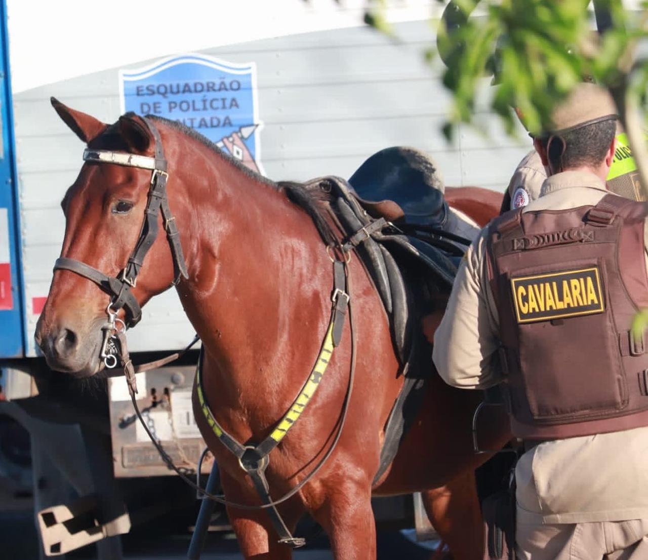 Conheça um pouco mais sobre a Cavalaria da Polícia Militar - SSP